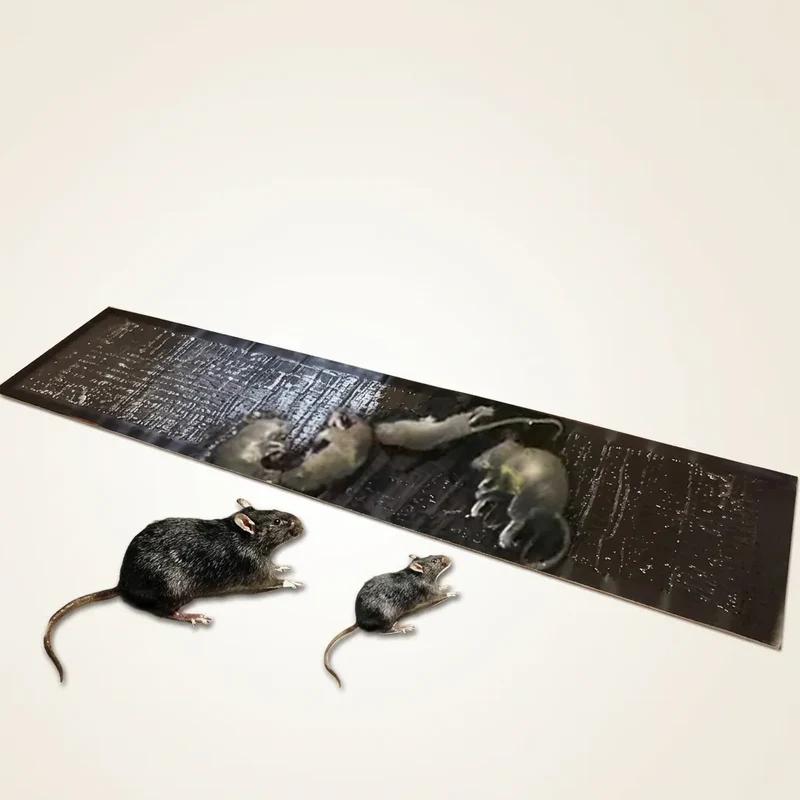 Pièges à Rat TrapZone | Piège à souris et insectes sans poison, grande surface (lot de 10)